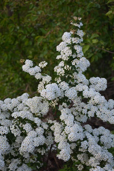 Weiße Spiraea Wiesensträucher Blühen Monat Mai Knospen Und Weiße Blüten — Stockfoto