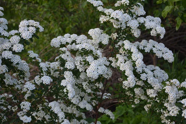 Fehér Spiraea Meadowets Bokor Virágzik Májusban Bimbó Fehér Virágú Germándér — Stock Fotó