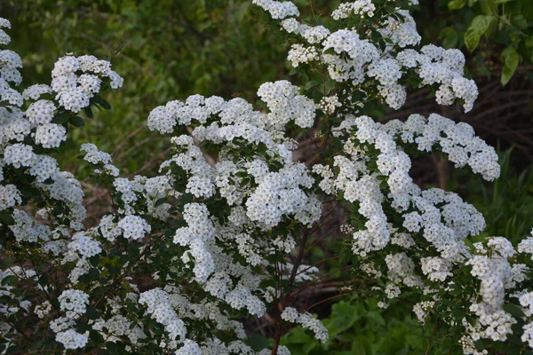 Fehér Spiraea Meadowets Bokor Virágzik Májusban Bimbó Fehér Virágú Germándér — Stock Fotó