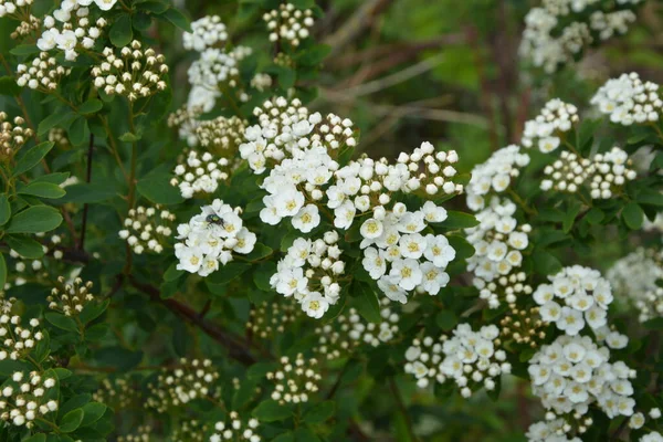 Espiral Blanco Meadowsweets Arbusto Flor Mes Mayo Brotes Flores Blancas — Foto de Stock