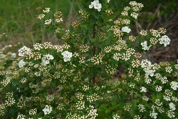 Λευκό Spiraea Meadowsweets Θάμνος Άνθιση Μήνα Μάιο Μπουμπούκια Και Λευκά — Φωτογραφία Αρχείου