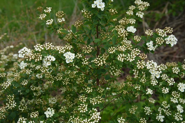 Spiraea Blanc Prairie Bonbons Buisson Fleurs Mois Mai Bourgeons Fleurs — Photo
