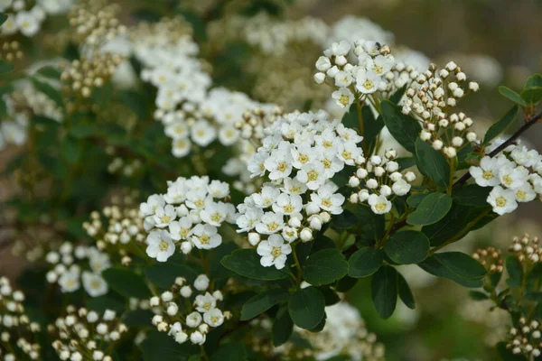 5月に花を咲かせます ドイツの草原の芽と白い花甘い — ストック写真