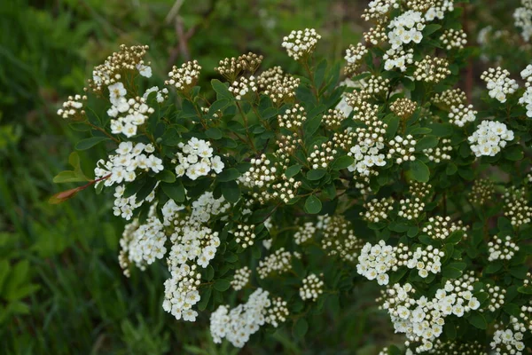 White Spiraea Meadowsweets Bush Bloom Month May Buds White Flowers — Stock Photo, Image