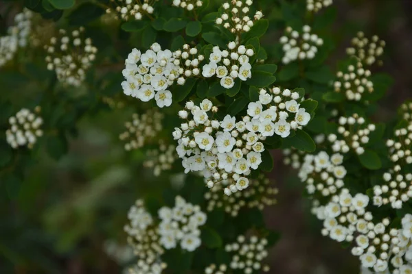 White Spiraea Meadowsweets Bush Bloom Month May Buds White Flowers — Stock Photo, Image