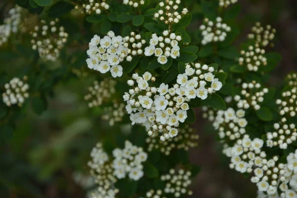 Květnu Kvetou Keře Bílých Keřů Louce Pupeny Bílé Květy Germánské — Stock fotografie