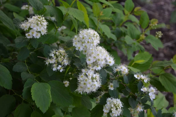 Biała Spiraea Meadowsweets Krzak Rozkwicie Miesiącu Maju Pąki Białe Kwiaty — Zdjęcie stockowe