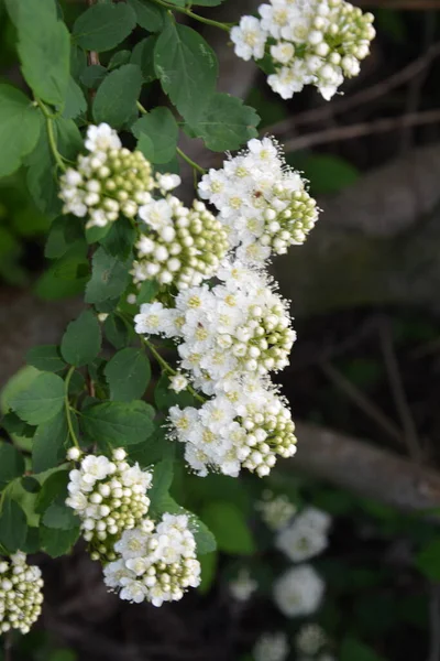 Biała Spiraea Meadowsweets Krzak Rozkwicie Miesiącu Maju Pąki Białe Kwiaty — Zdjęcie stockowe