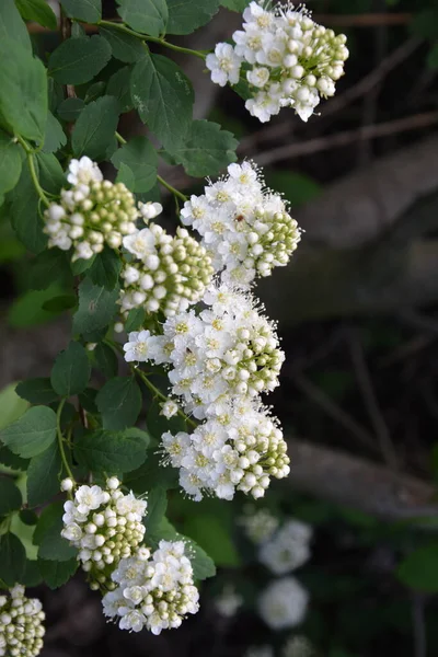 5月に花を咲かせます ドイツの草原の芽と白い花甘い — ストック写真