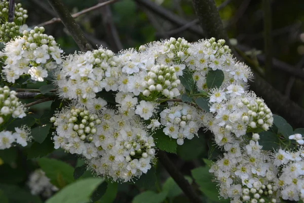 Espiral Blanco Meadowsweets Arbusto Flor Mes Mayo Brotes Flores Blancas —  Fotos de Stock