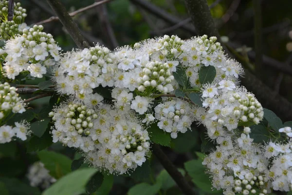 White Spiraea Meadowsweets Bush Bloom Month May Buds White Flowers — Stock Photo, Image