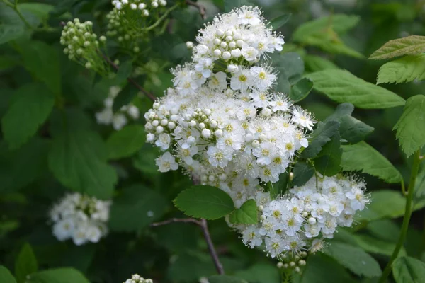 Weiße Spiraea Wiesensträucher Blühen Monat Mai Knospen Und Weiße Blüten — Stockfoto