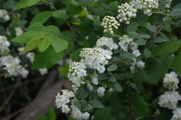 Spiraea Blanc Prairie Bonbons Buisson Fleurs Mois Mai Bourgeons Fleurs — Photo