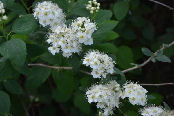 5月に花を咲かせます ドイツの草原の芽と白い花甘い — ストック写真