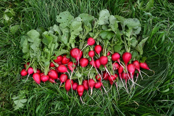 Radis Couleur Pourpre Fraîchement Récolté Radis Qui Pousse Cultiver Des — Photo