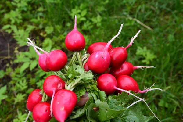 Nyskördad Lila Färgglad Rädisa Växande Rädisa Odlade Grönsaker — Stockfoto