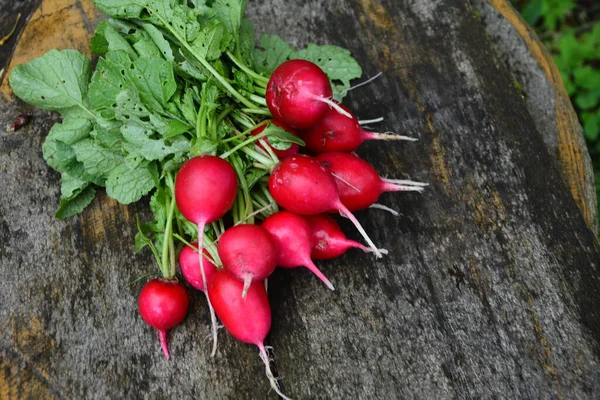 Radis Couleur Pourpre Fraîchement Récolté Radis Qui Pousse Cultiver Des — Photo