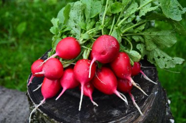 Taze hasat edilmiş, mor renkli turp. Turp yetiştiriyorum. Sebze yetiştiriyorum.