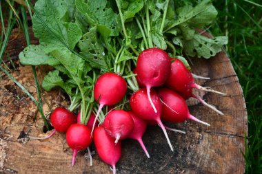 Taze hasat edilmiş, mor renkli turp. Turp yetiştiriyorum. Sebze yetiştiriyorum.