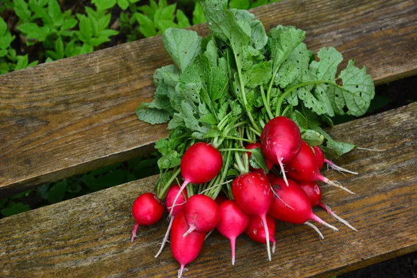 Nyskördad Lila Färgglad Rädisa Växande Rädisa Odlade Grönsaker — Stockfoto