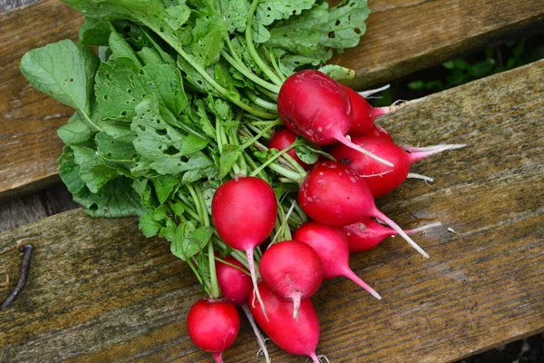 Frisch Geernteter Violett Gefärbter Rettich Rettich Anbauen Gemüse Anbauen — Stockfoto