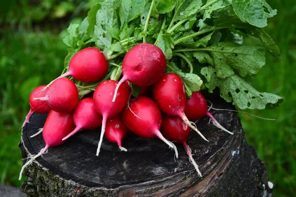 Φρεσκοκομμένη Μωβ Πολύχρωμο Ραπανάκι Καλλιεργούν Ραπανάκια Καλλιέργεια Λαχανικών — Φωτογραφία Αρχείου