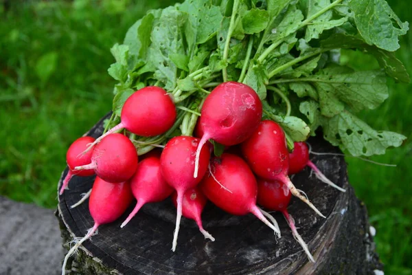 Φρεσκοκομμένη Μωβ Πολύχρωμο Ραπανάκι Καλλιεργούν Ραπανάκια Καλλιέργεια Λαχανικών — Φωτογραφία Αρχείου