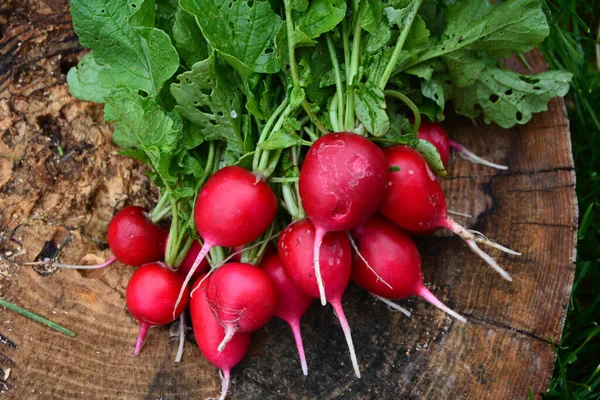 Frisch Geernteter Violett Gefärbter Rettich Rettich Anbauen Gemüse Anbauen — Stockfoto