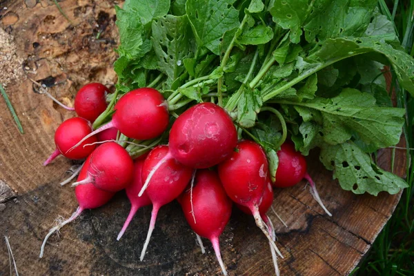 Frisch Geernteter Violett Gefärbter Rettich Rettich Anbauen Gemüse Anbauen — Stockfoto