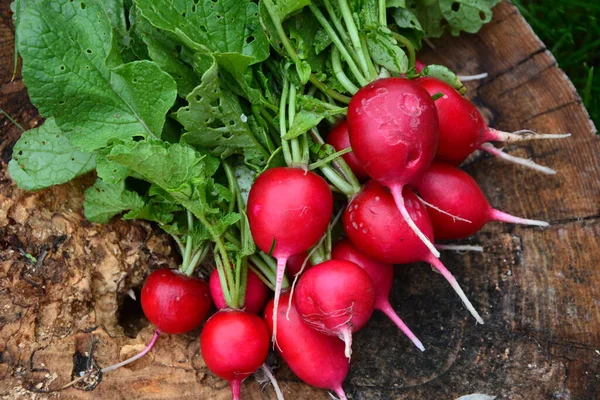 Rábano Color Púrpura Recién Cosechado Cultivando Rábano Cultivo Hortalizas —  Fotos de Stock