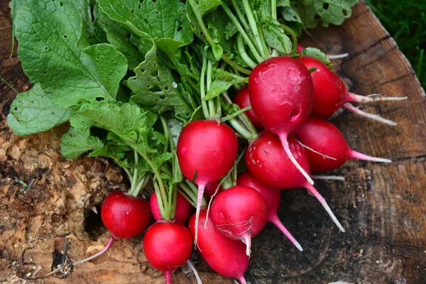 Vers Geoogst Paars Kleurrijke Radijs Groeiende Radijs Groenten Verbouwen — Stockfoto