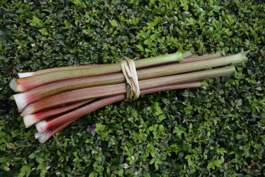 Rubarb 'ın kırmızı kökleri doğal bir arka planda. Rhubarb erken bahar vitamin ve diyet ürünleri.