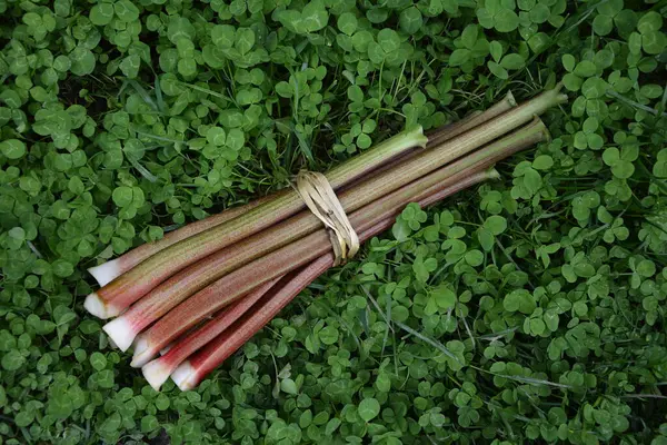 Tiges Rouges Rhubarbe Sur Fond Naturel Rhubarbe Début Printemps Vitamines — Photo