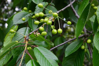 Bahçedeki bir ağacın üzerindeki olgunlaşmamış kiraz dalına yaklaş. Ağaç dalında genç, yeşil kirazlar. Prunus avium.