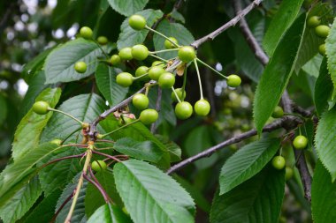 Bahçedeki bir ağacın üzerindeki olgunlaşmamış kiraz dalına yaklaş. Ağaç dalında genç, yeşil kirazlar. Prunus avium.