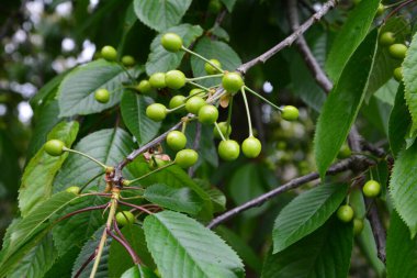 Bahçedeki bir ağacın üzerindeki olgunlaşmamış kiraz dalına yaklaş. Ağaç dalında genç, yeşil kirazlar. Prunus avium.