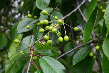 Bahçedeki bir ağacın üzerindeki olgunlaşmamış kiraz dalına yaklaş. Ağaç dalında genç, yeşil kirazlar. Prunus avium.