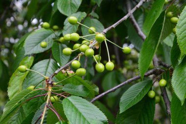 Bahçedeki bir ağacın üzerindeki olgunlaşmamış kiraz dalına yaklaş. Ağaç dalında genç, yeşil kirazlar. Prunus avium.