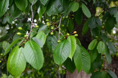 Bahçedeki bir ağacın üzerindeki olgunlaşmamış kiraz dalına yaklaş. Ağaç dalında genç, yeşil kirazlar. Prunus avium.