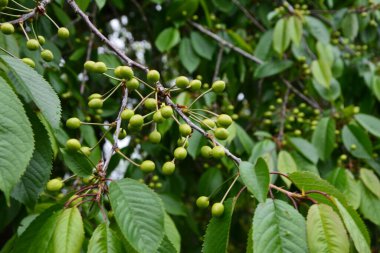 Bahçedeki bir ağacın üzerindeki olgunlaşmamış kiraz dalına yaklaş. Ağaç dalında genç, yeşil kirazlar. Prunus avium.