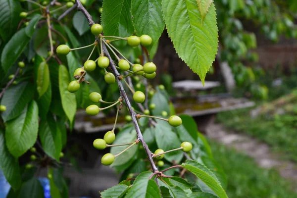在花园里的一棵树上系上一枝尚未成熟的樱桃 嫩绿的樱桃在树枝上 Prunus Avium — 图库照片