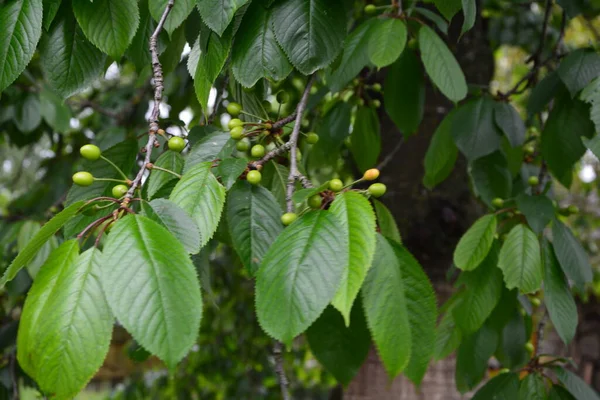 Feche Ramo Cerejas Verdes Uma Árvore Jardim Cerejas Jovens Verdes — Fotografia de Stock