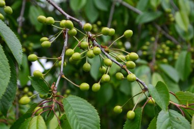 Bahçedeki bir ağacın üzerindeki olgunlaşmamış kiraz dalına yaklaş. Ağaç dalında genç, yeşil kirazlar. Prunus avium.