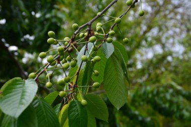 Bahçedeki bir ağacın üzerindeki olgunlaşmamış kiraz dalına yaklaş. Ağaç dalında genç, yeşil kirazlar. Prunus avium.