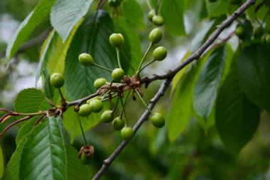 Bahçedeki bir ağacın üzerindeki olgunlaşmamış kiraz dalına yaklaş. Ağaç dalında genç, yeşil kirazlar. Prunus avium.