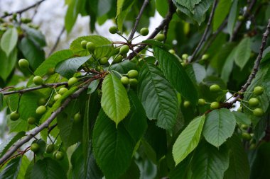 Bahçedeki bir ağacın üzerindeki olgunlaşmamış kiraz dalına yaklaş. Ağaç dalında genç, yeşil kirazlar. Prunus avium.