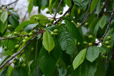 Bahçedeki bir ağacın üzerindeki olgunlaşmamış kiraz dalına yaklaş. Ağaç dalında genç, yeşil kirazlar. Prunus avium.