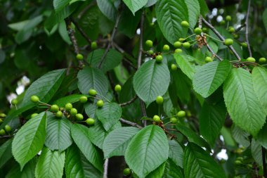 Bahçedeki bir ağacın üzerindeki olgunlaşmamış kiraz dalına yaklaş. Ağaç dalında genç, yeşil kirazlar. Prunus avium.