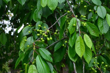 Bahçedeki bir ağacın üzerindeki olgunlaşmamış kiraz dalına yaklaş. Ağaç dalında genç, yeşil kirazlar. Prunus avium.