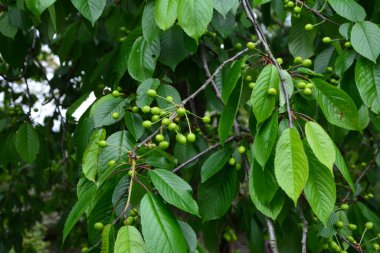 Bahçedeki bir ağacın üzerindeki olgunlaşmamış kiraz dalına yaklaş. Ağaç dalında genç, yeşil kirazlar. Prunus avium.